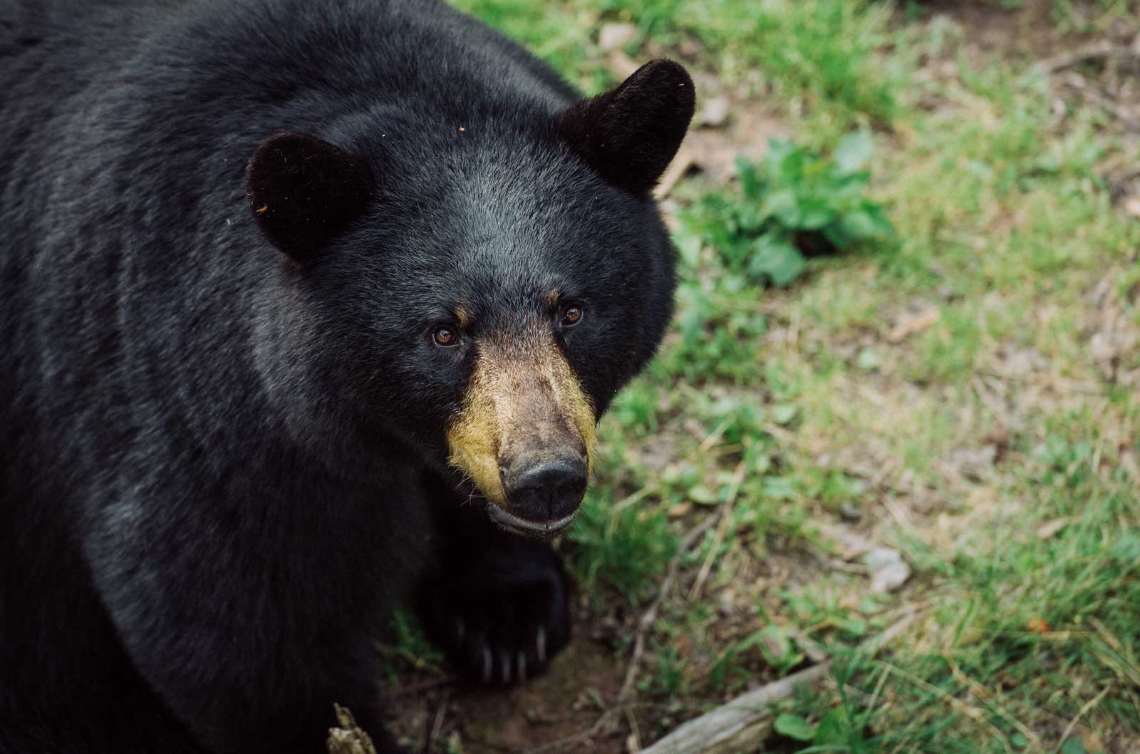 lieu pour voir de ours en liberté au canada