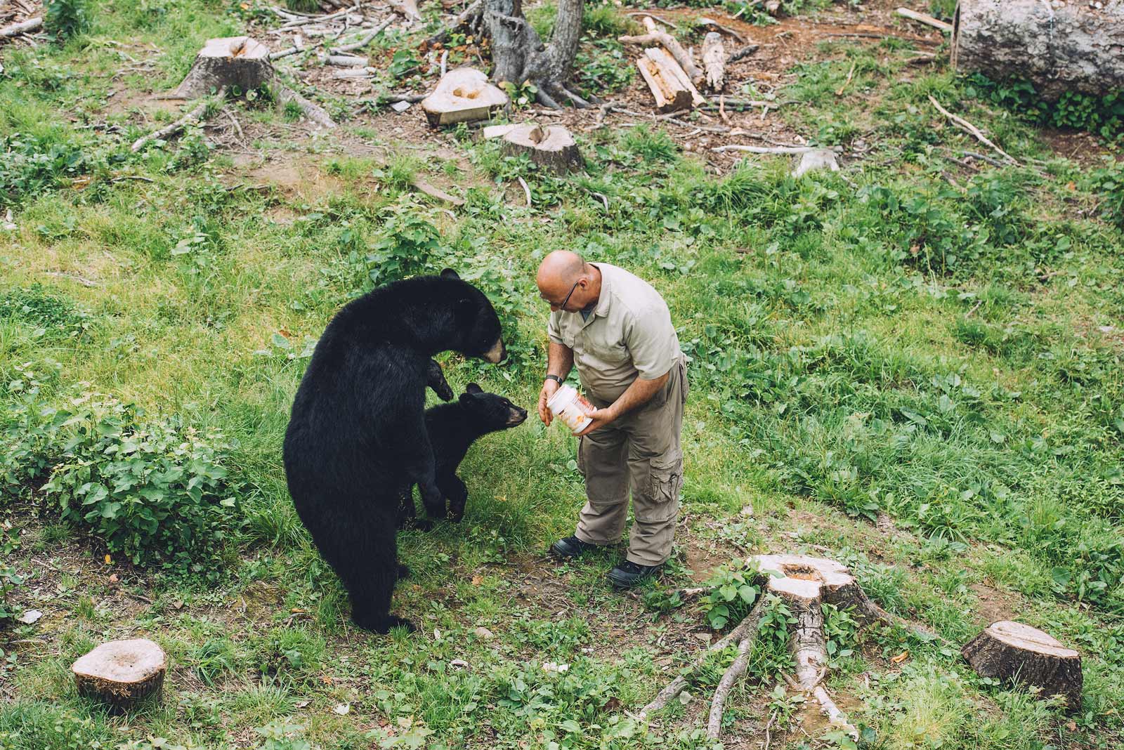 l'homme qui parle aux ours nouveau brunswick