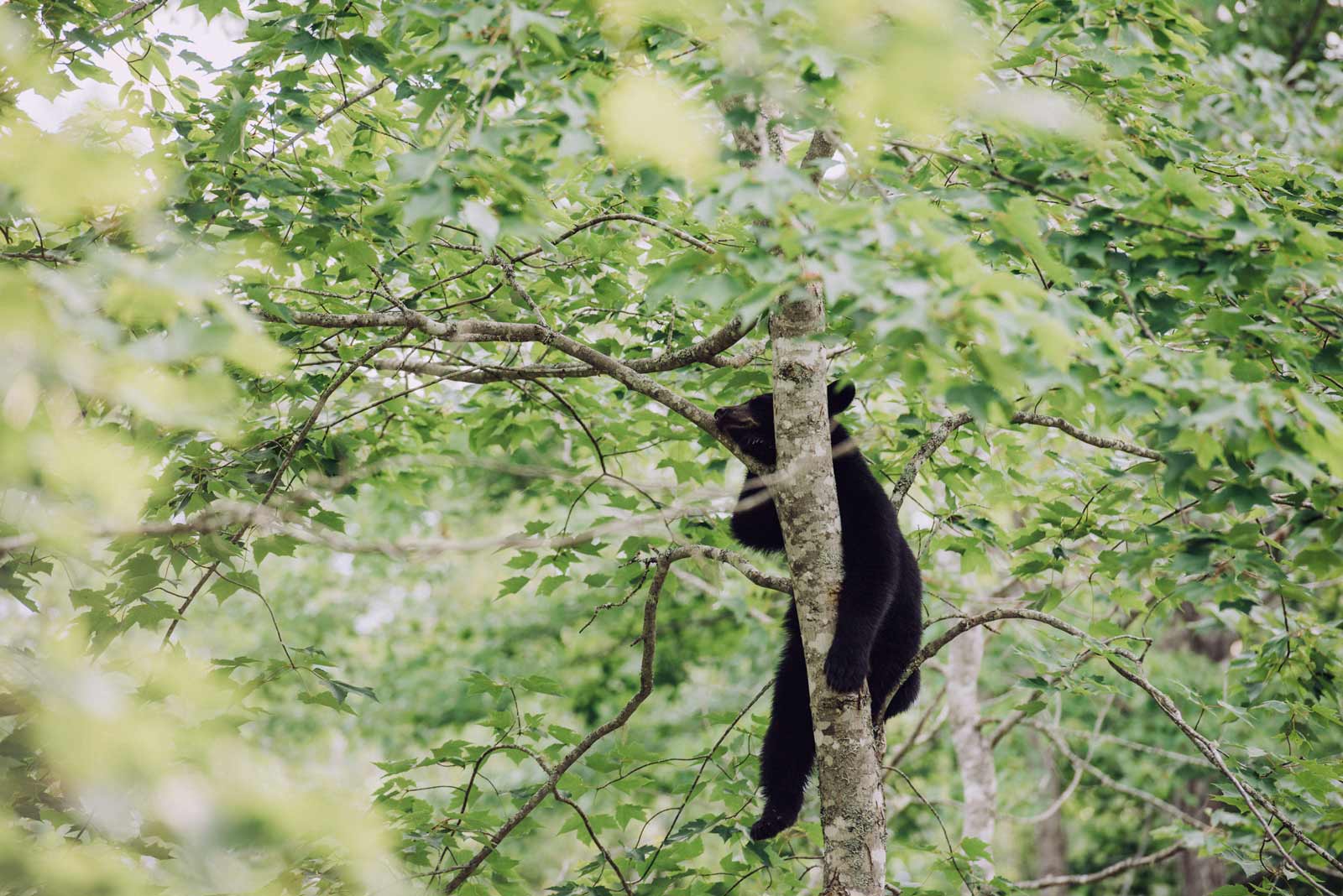 safari a l'ours nouveau brunswick