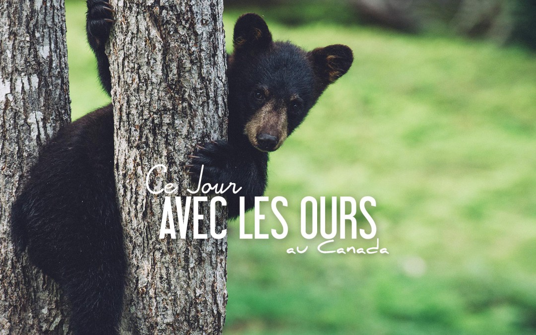 Ou voir des ours au canada dans la nature