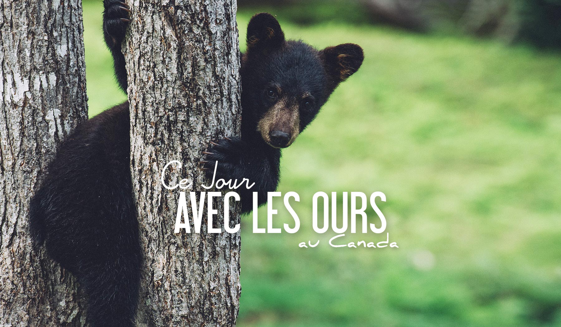 Ou voir des ours au canada dans la nature