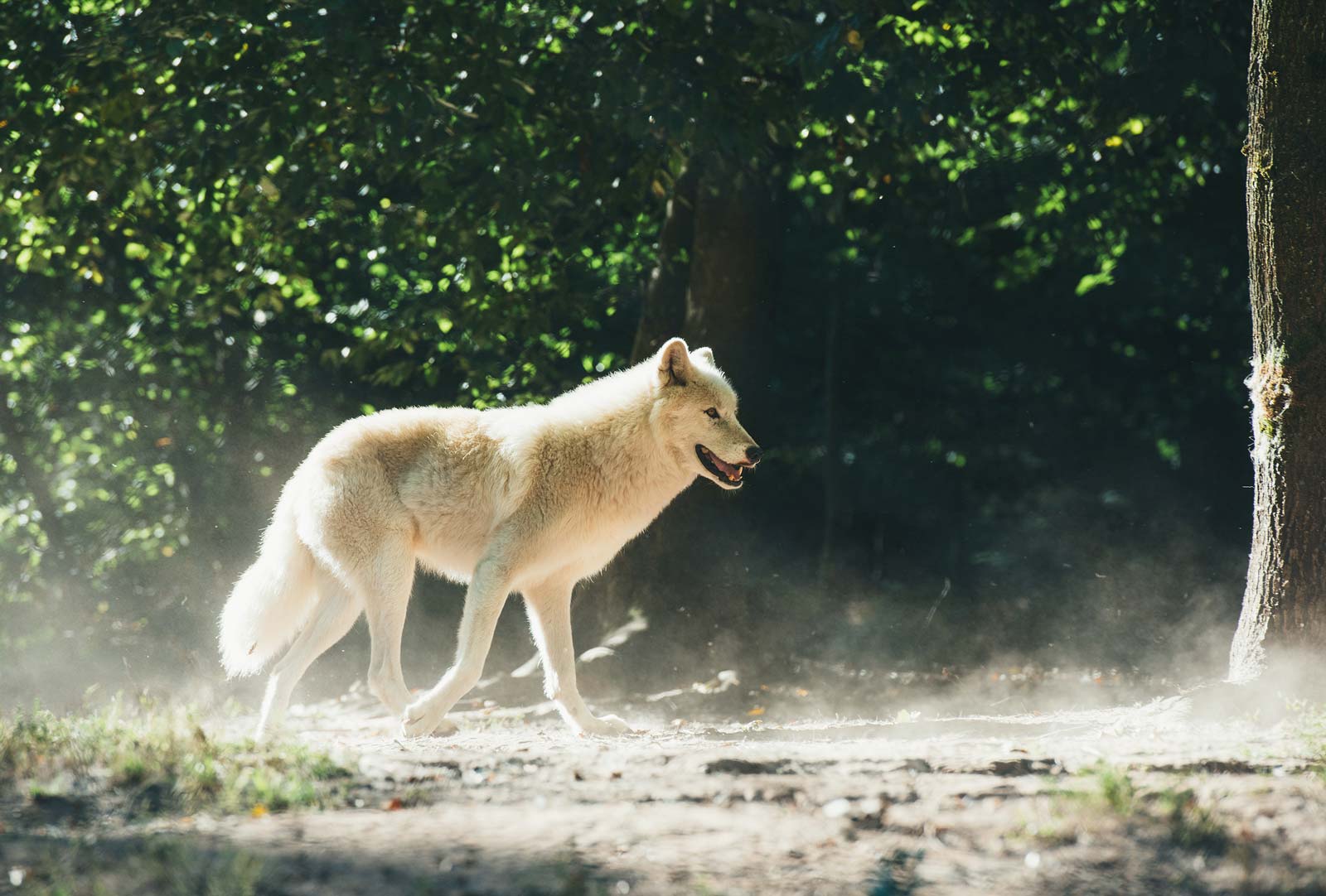 parc animalier sarre allemagne