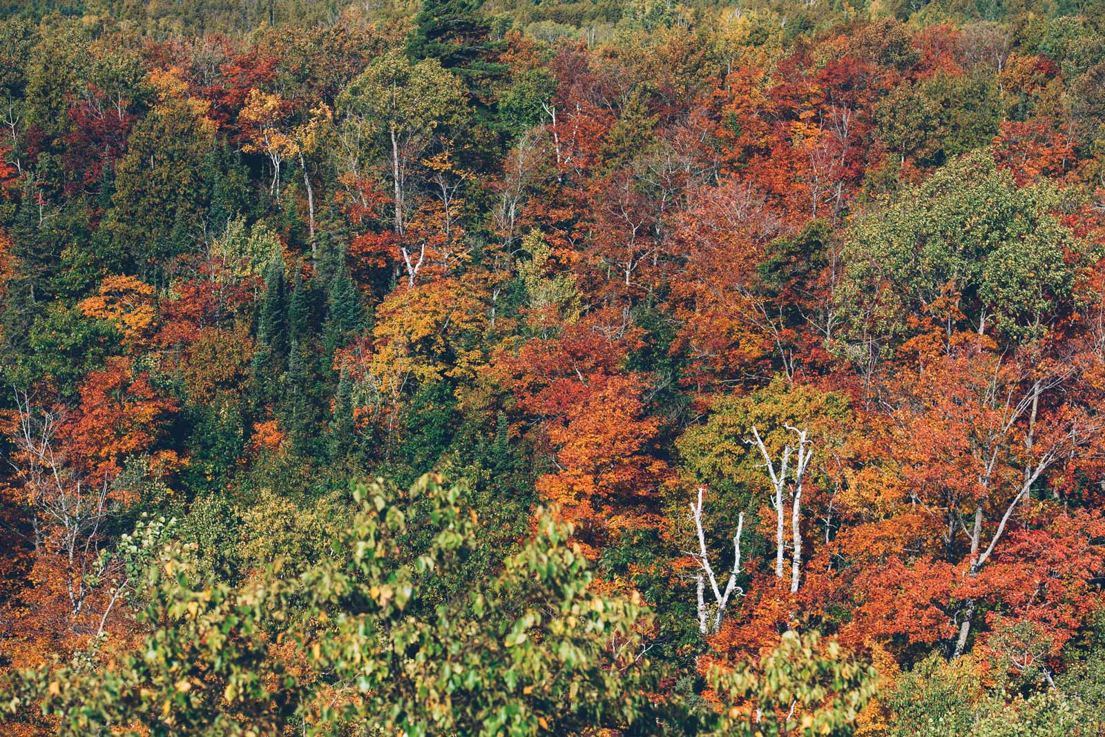 automne au canada ontario