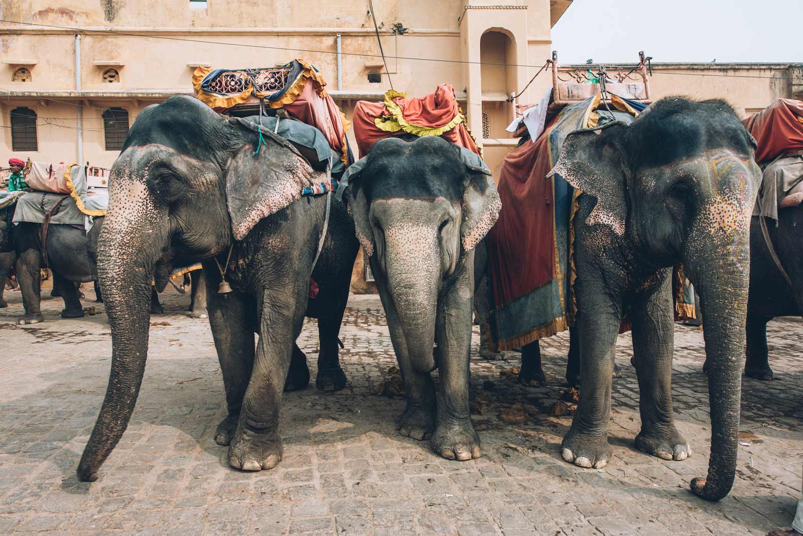 elephant amber fort jaipur