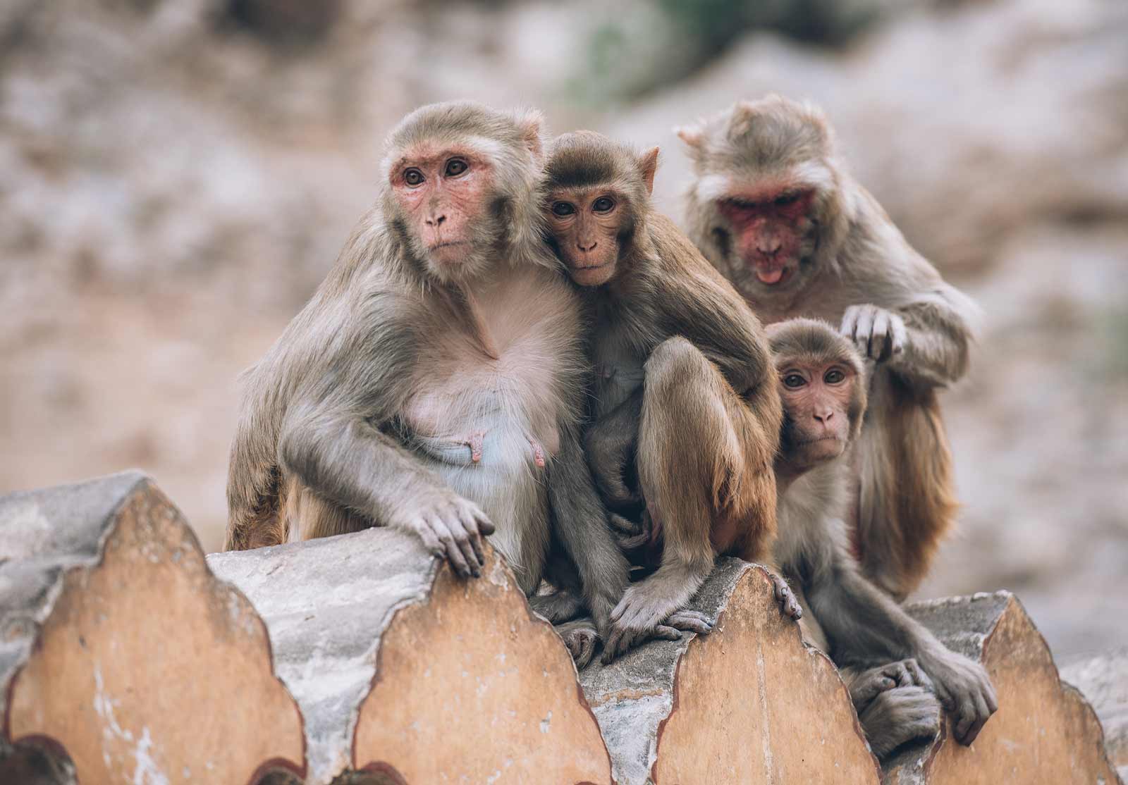 temple des singes jaipur acces