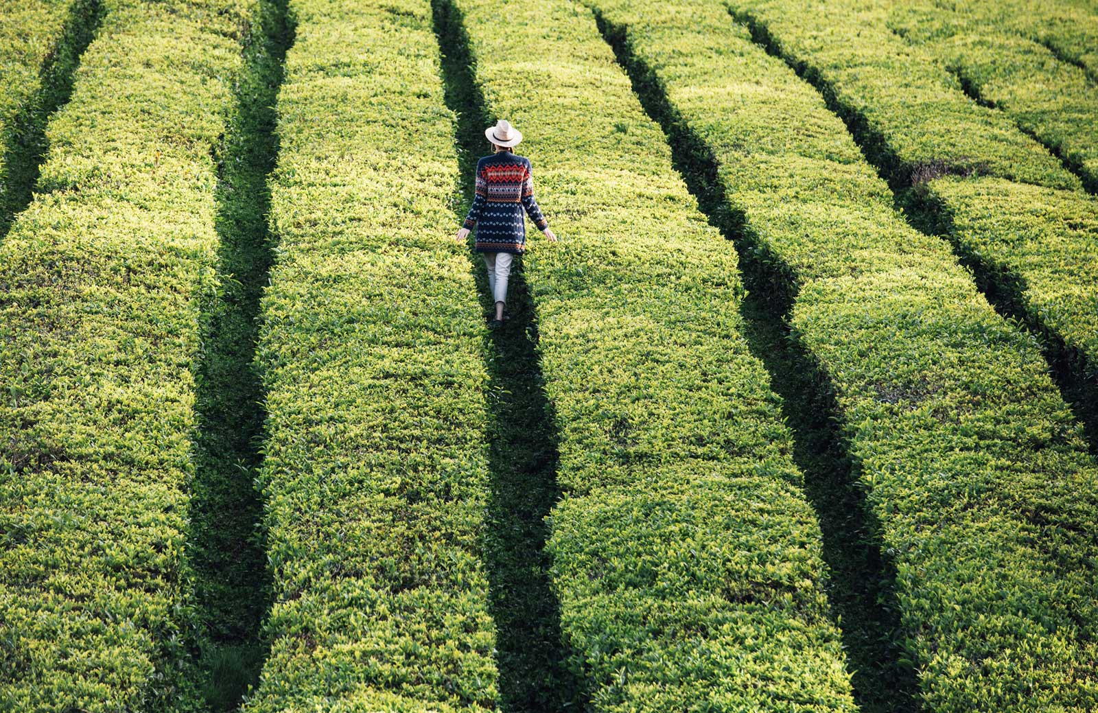 plantation de thé en europe