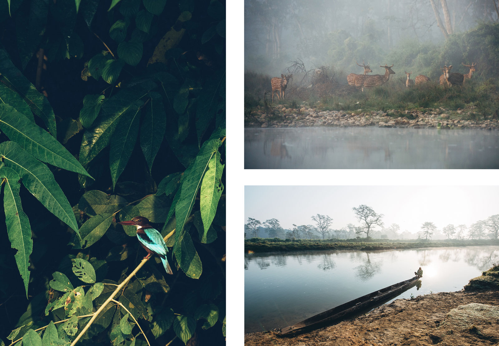 parc national de chitwan népal que voir