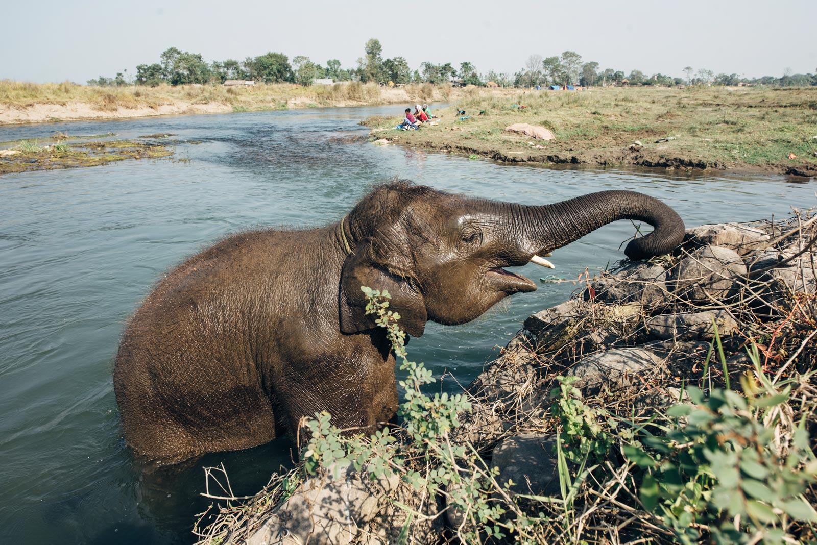 ou voir des elephants au nepal