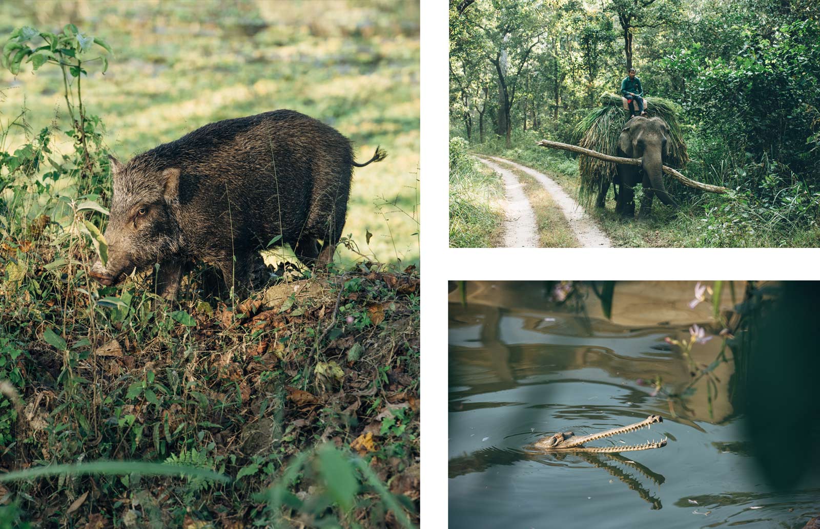 que voir a chitwan nepal