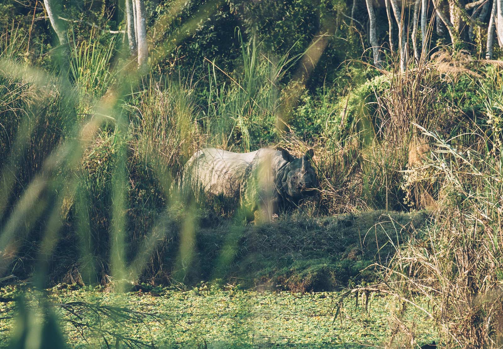 rhinocéros chitwan national park nepal