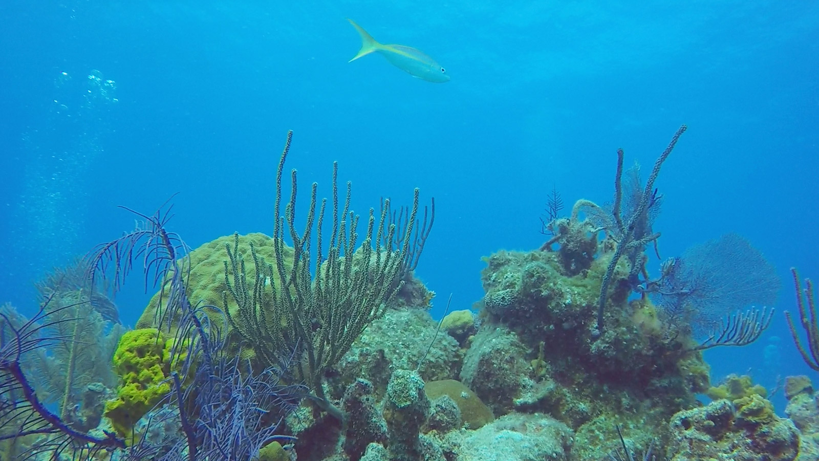 Plongée, Long Island, Bahamas