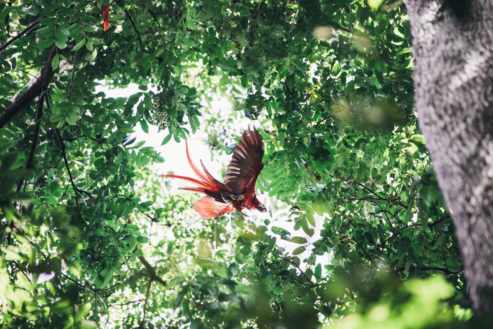 corcovado park blog voyage