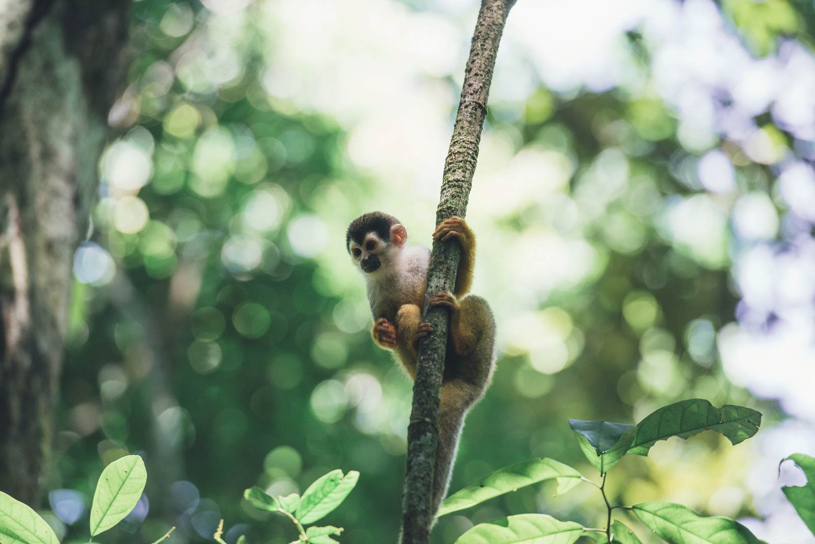 ou voir des singes au costa rica