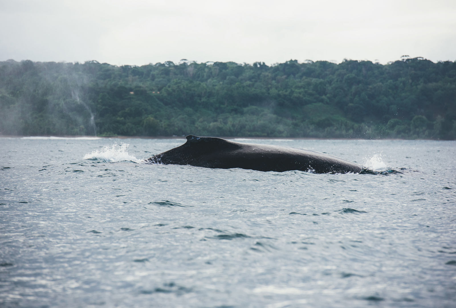 ou voir des baleines costa rica