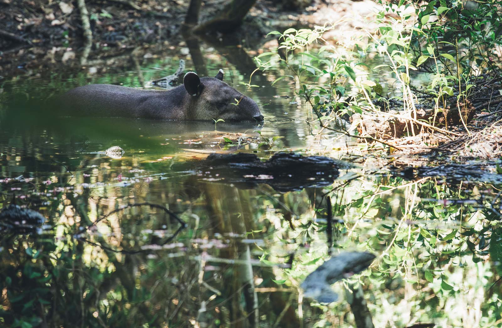 ou voir des tapirs au costa rica