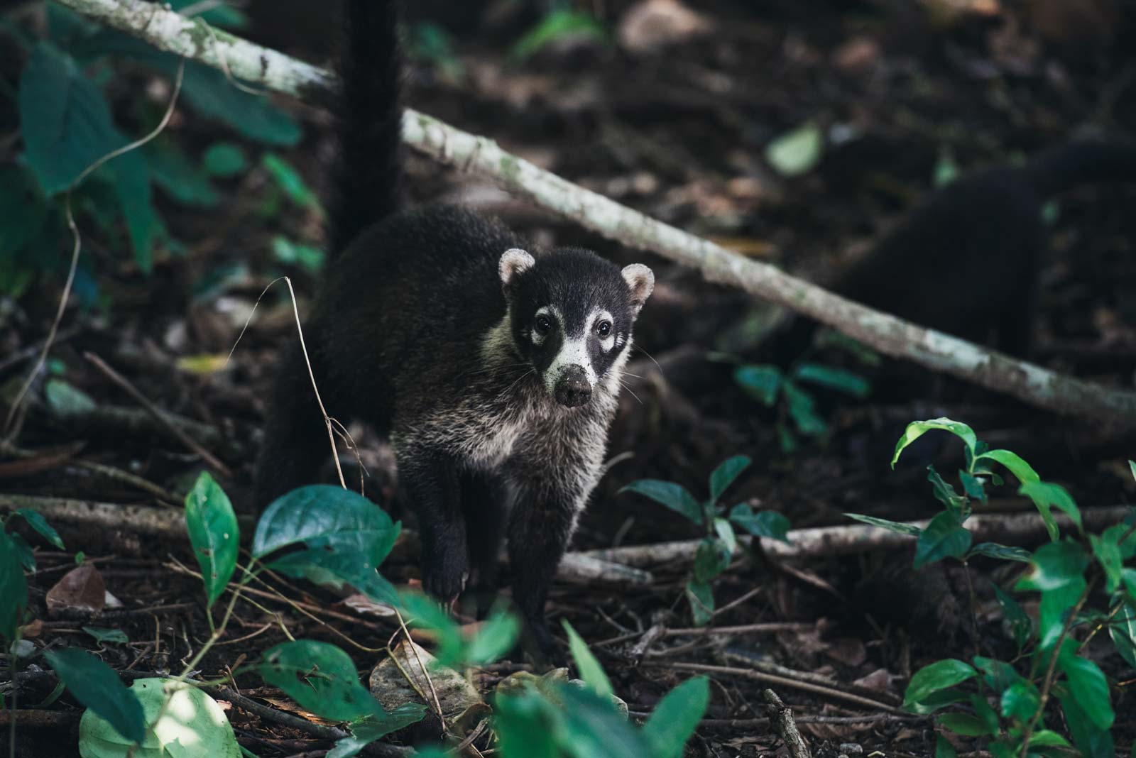 Que voir a corcovado costa rica