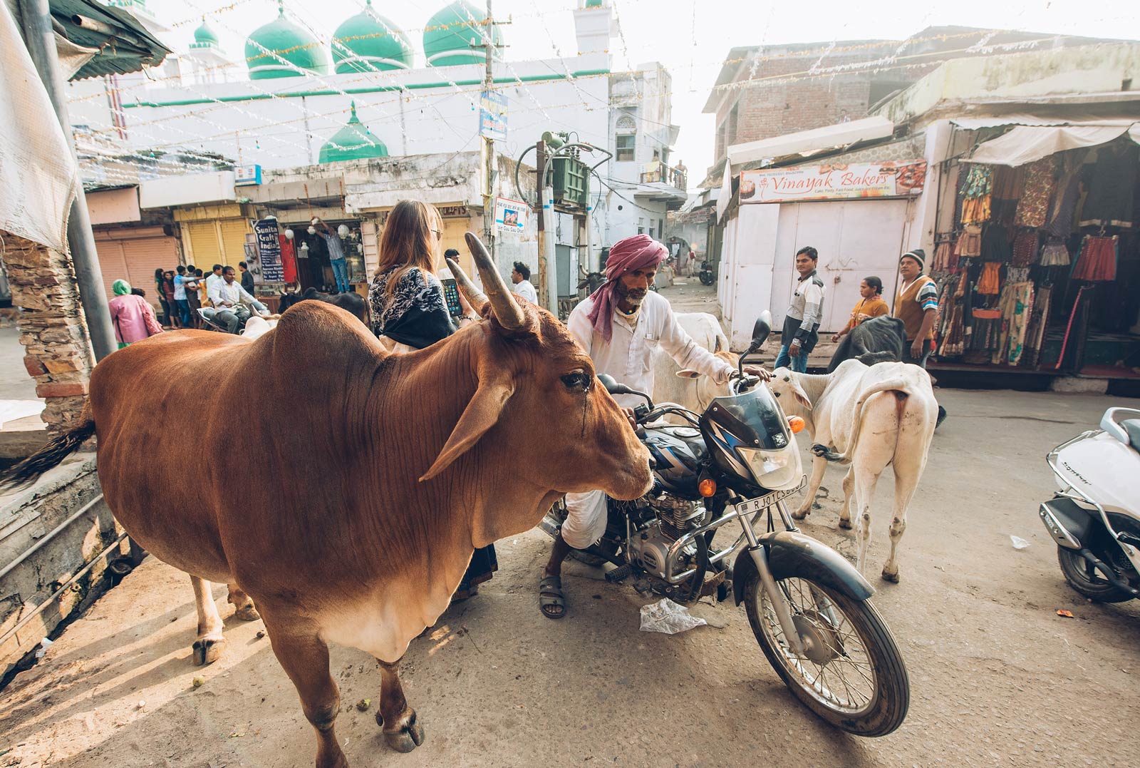 vache sacrée inde