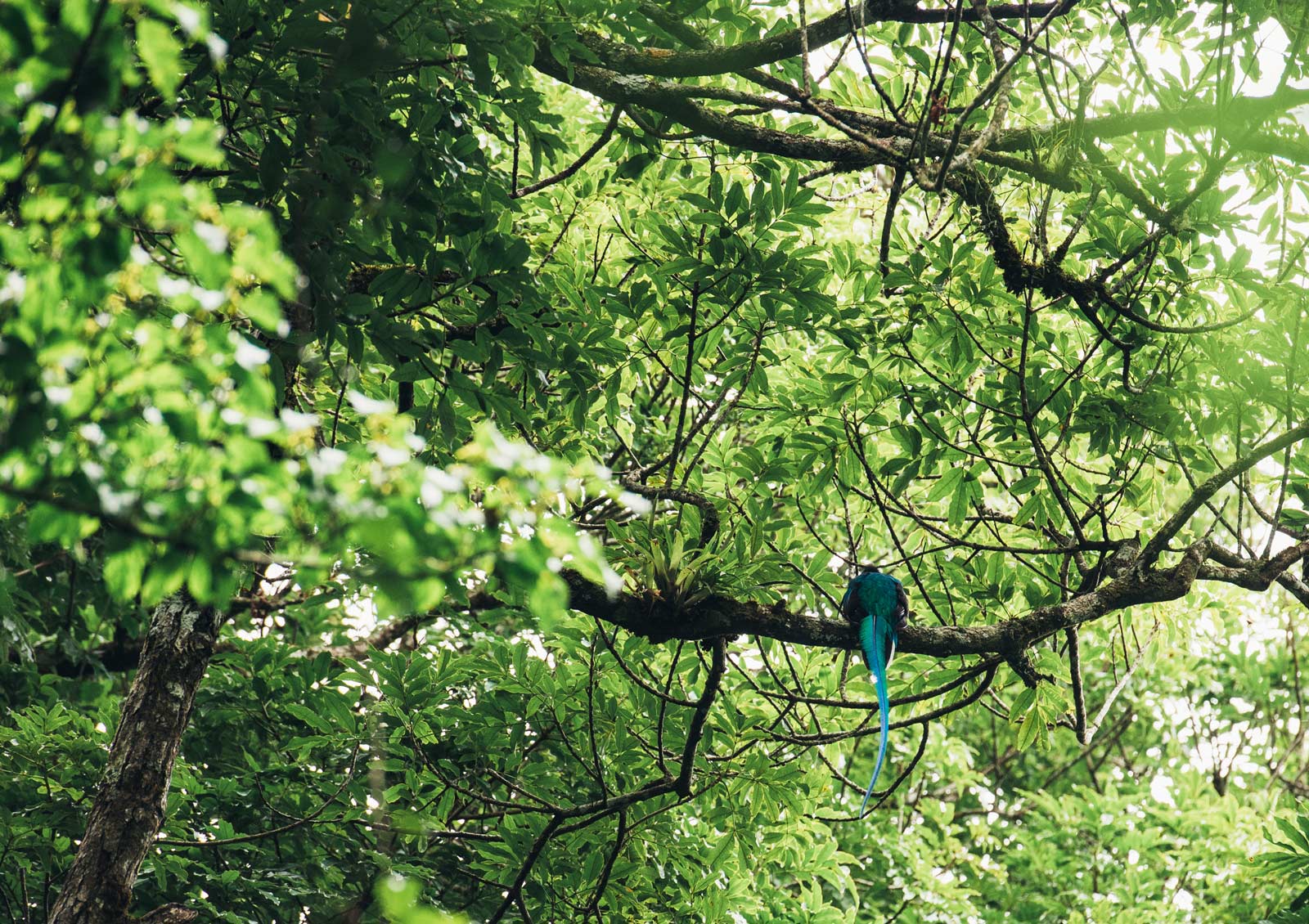 ou voir le quetzal au costa rica