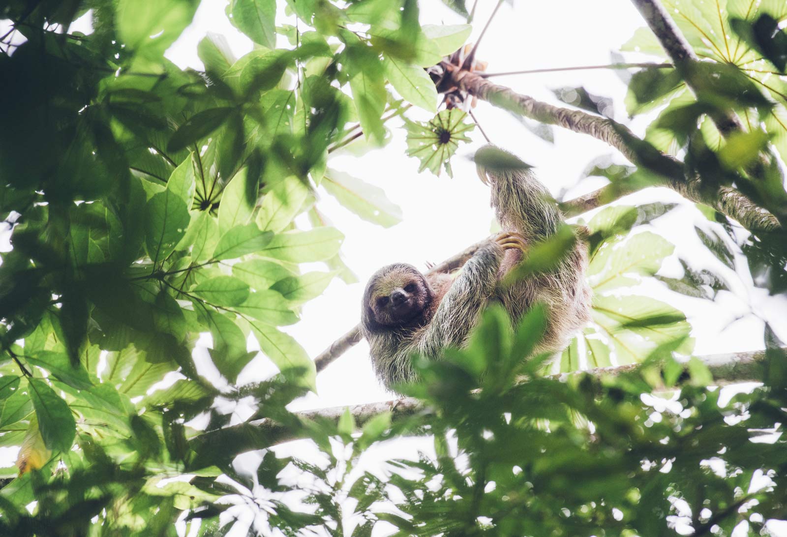 ou voir des paresseux au costa rica