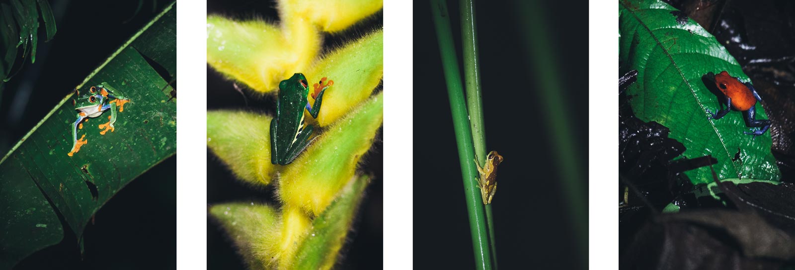 observer les grenouille pres d'arenal costa rica