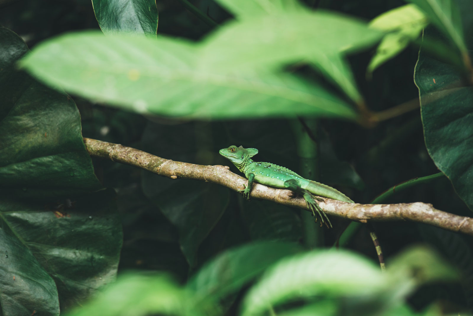 que voir a tortuguero costa rica