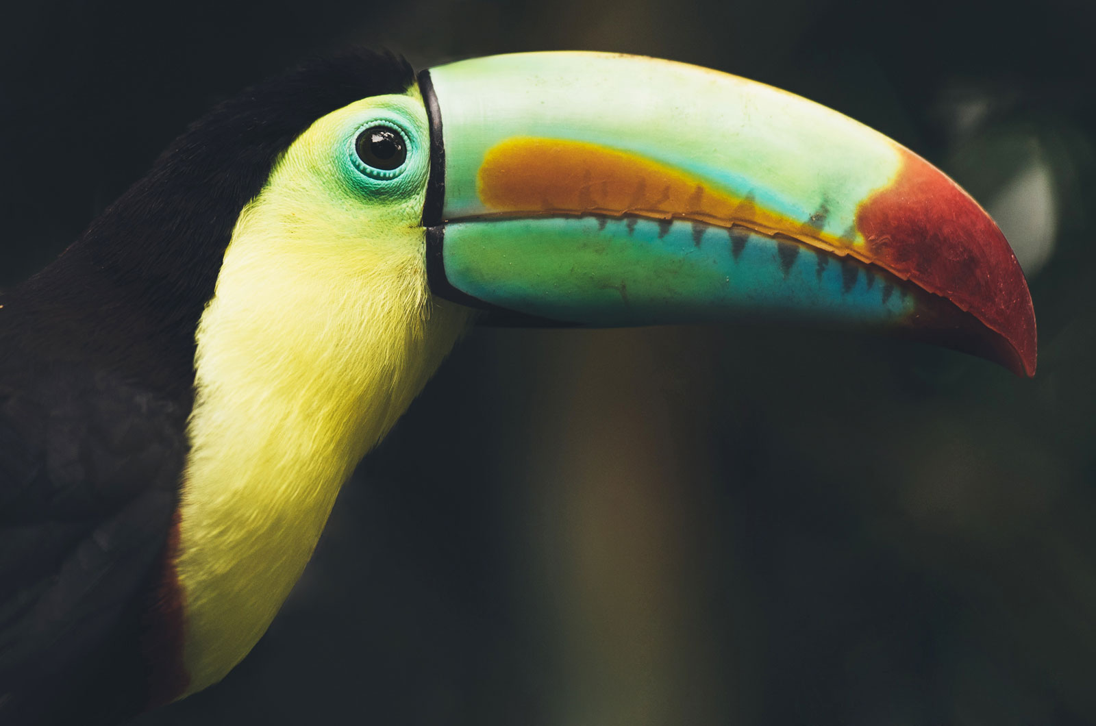 voir les toucans au costa rica tortuguero