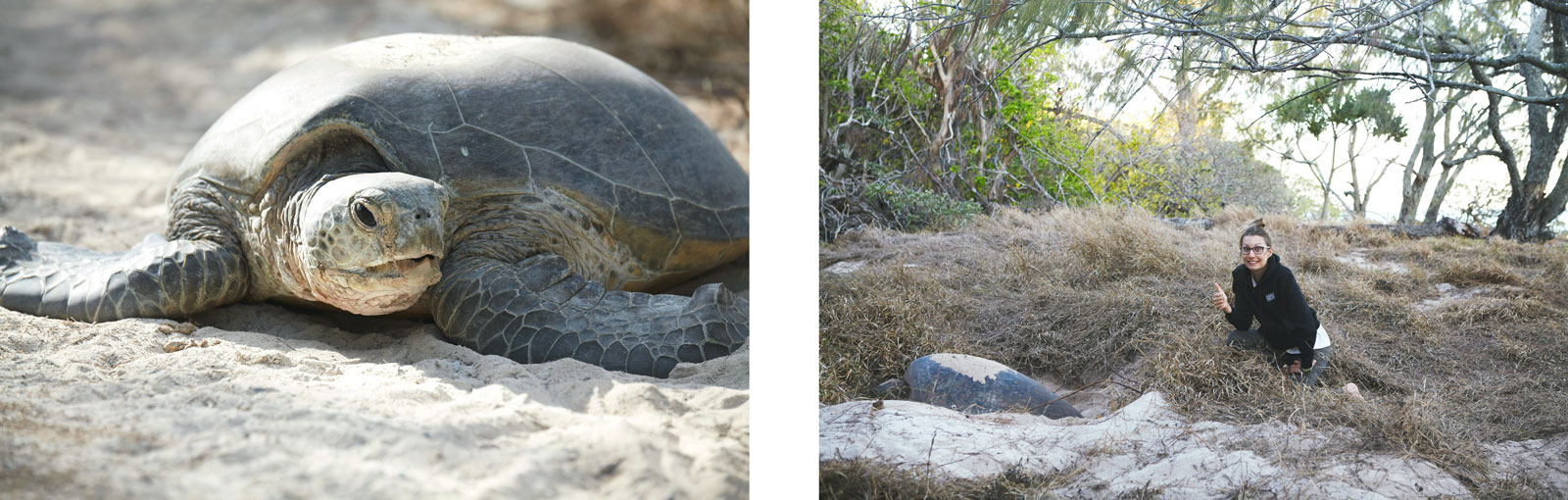 tortues marines ou les voir pondre?