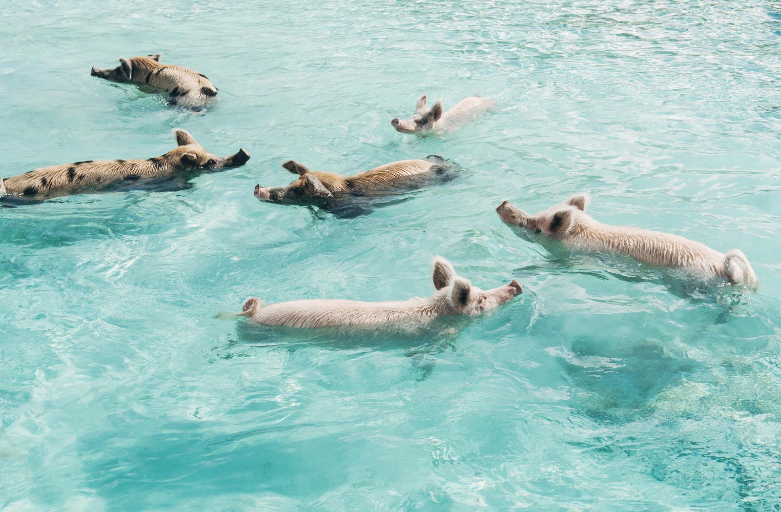 Cochons Nageurs, Exumas, Bahamas