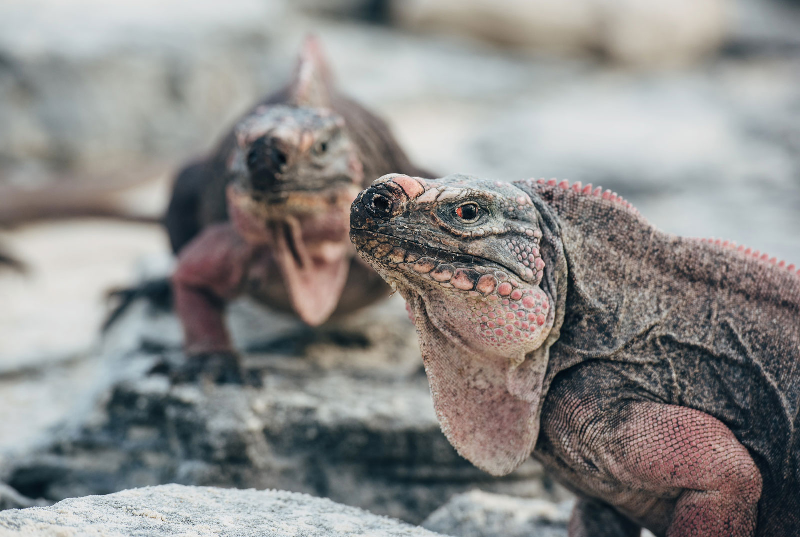 Iguanes, Bahamas