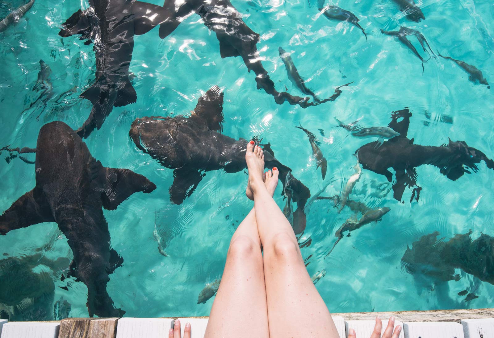 Requins Compass Cay, Bahamas