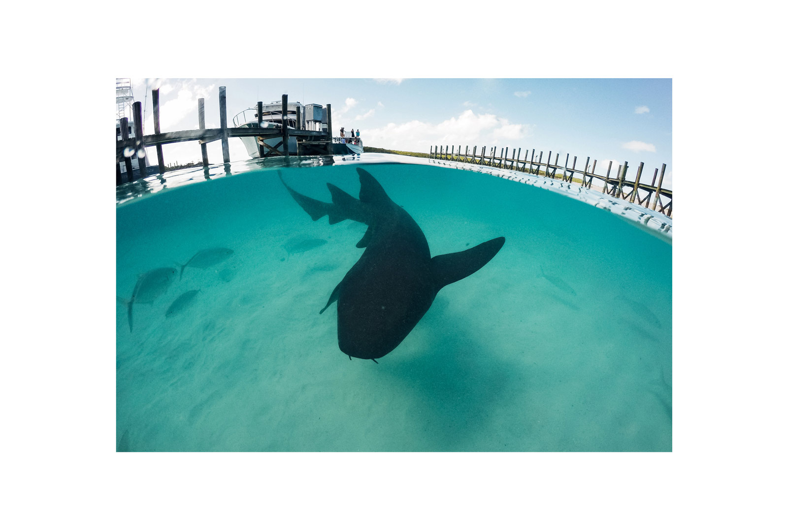 Requin nourrice, bahamas