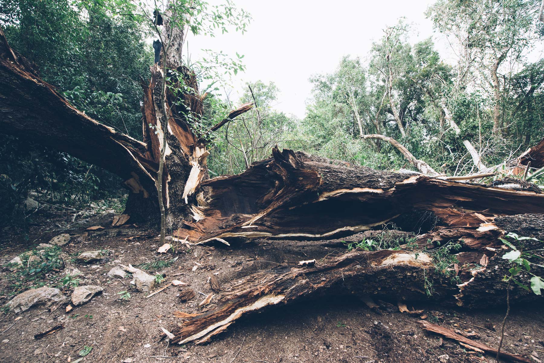 Arbre centenaire, Reserve de Punta Laguna, 