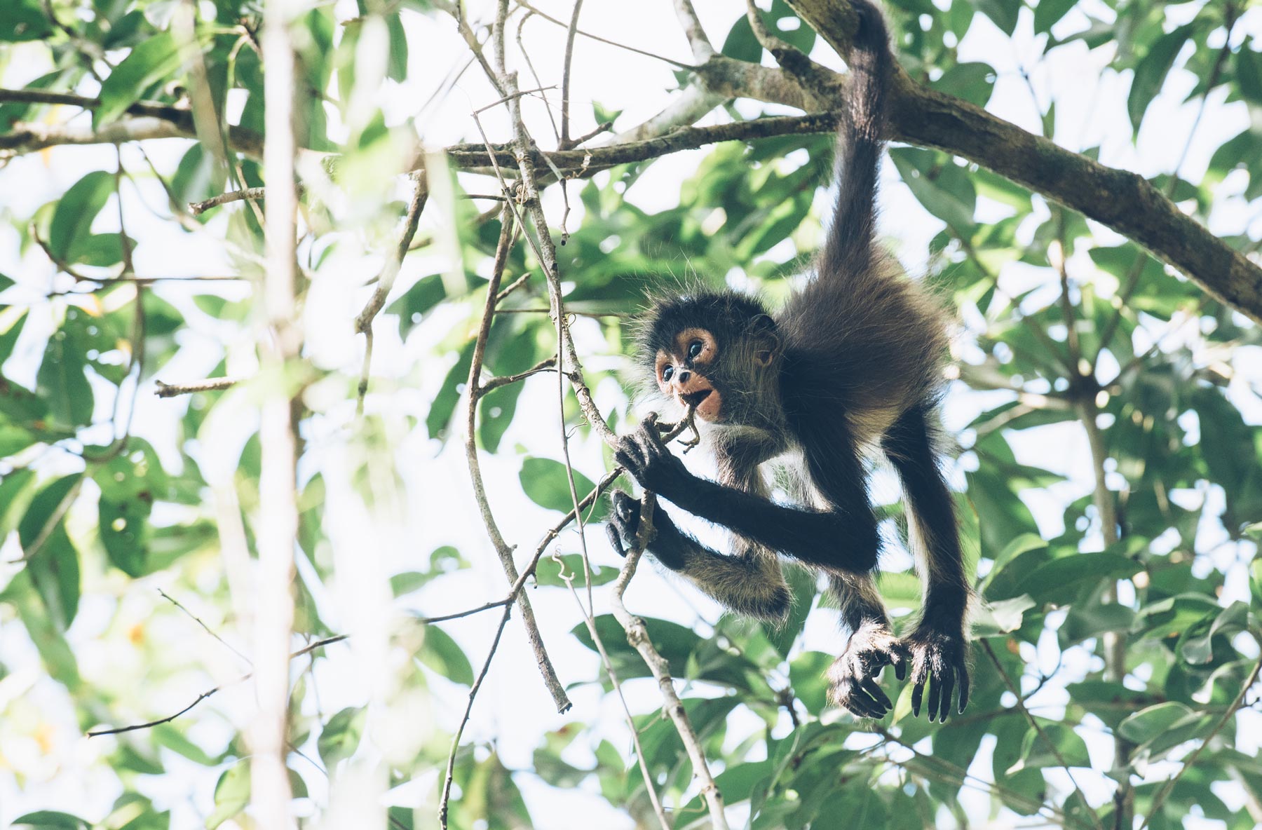 Petit singe araignée, Punta Laguna, Mexique