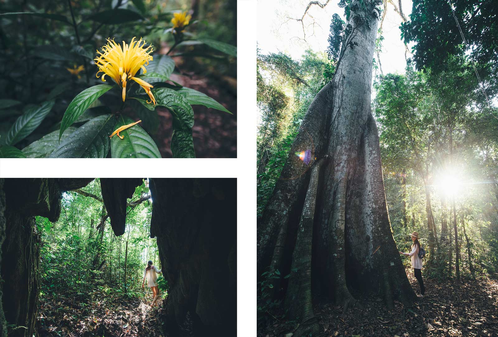 Foret Lacandona, Chiapas, Mexique