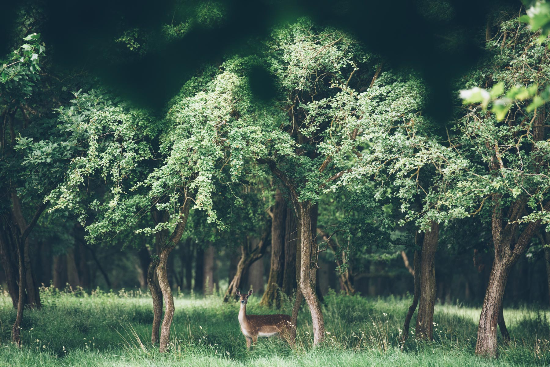 Biches Phoenix Park, Dublin