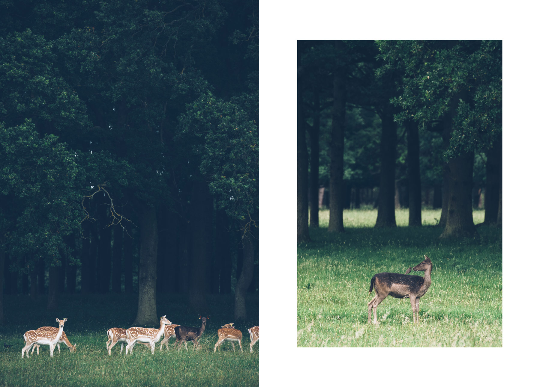 Nos conseils pour voir les daims et biches à Phoenix Park, Dublin