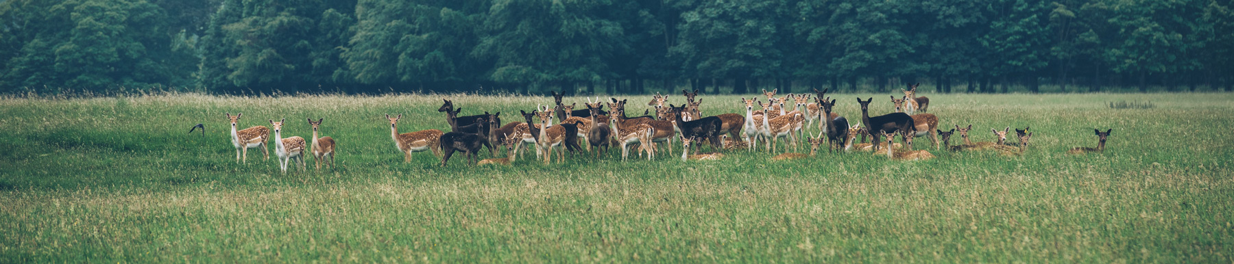 Observation des Biches et Daims en liberté, Phoenix Park, Dublin