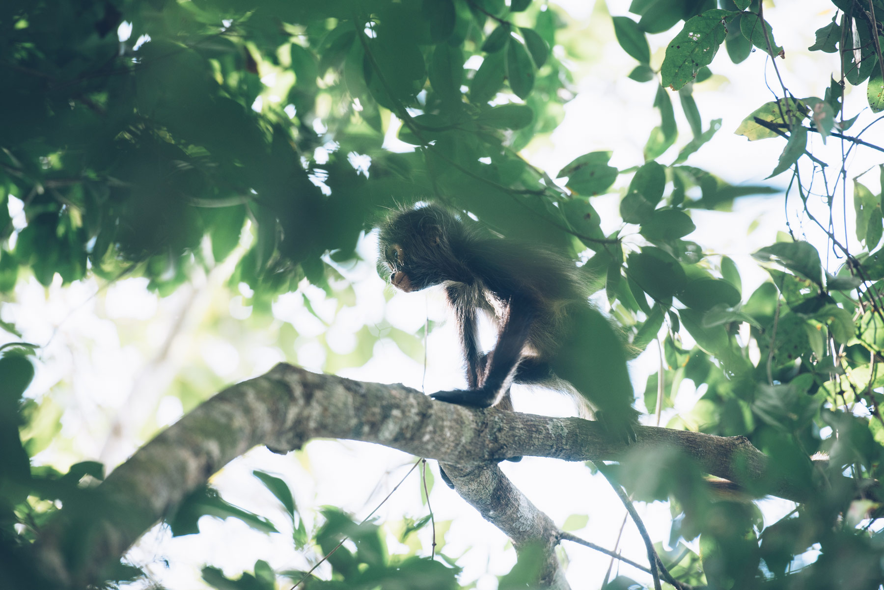 Singe, Punta Laguna, Mexique