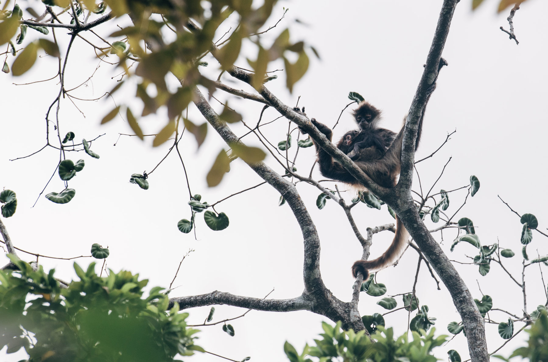 Singes Araignées, Mexique