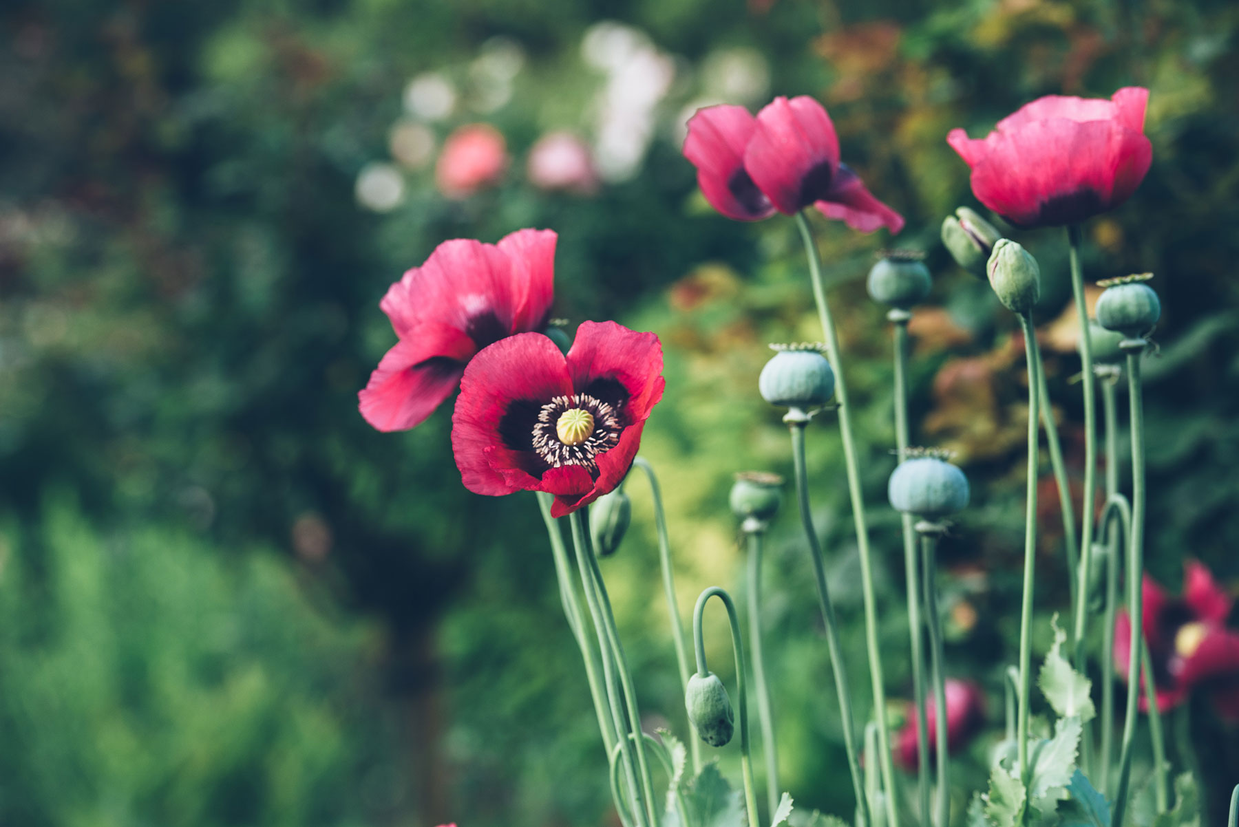 Giverny, Jardins de Monet, Normandie