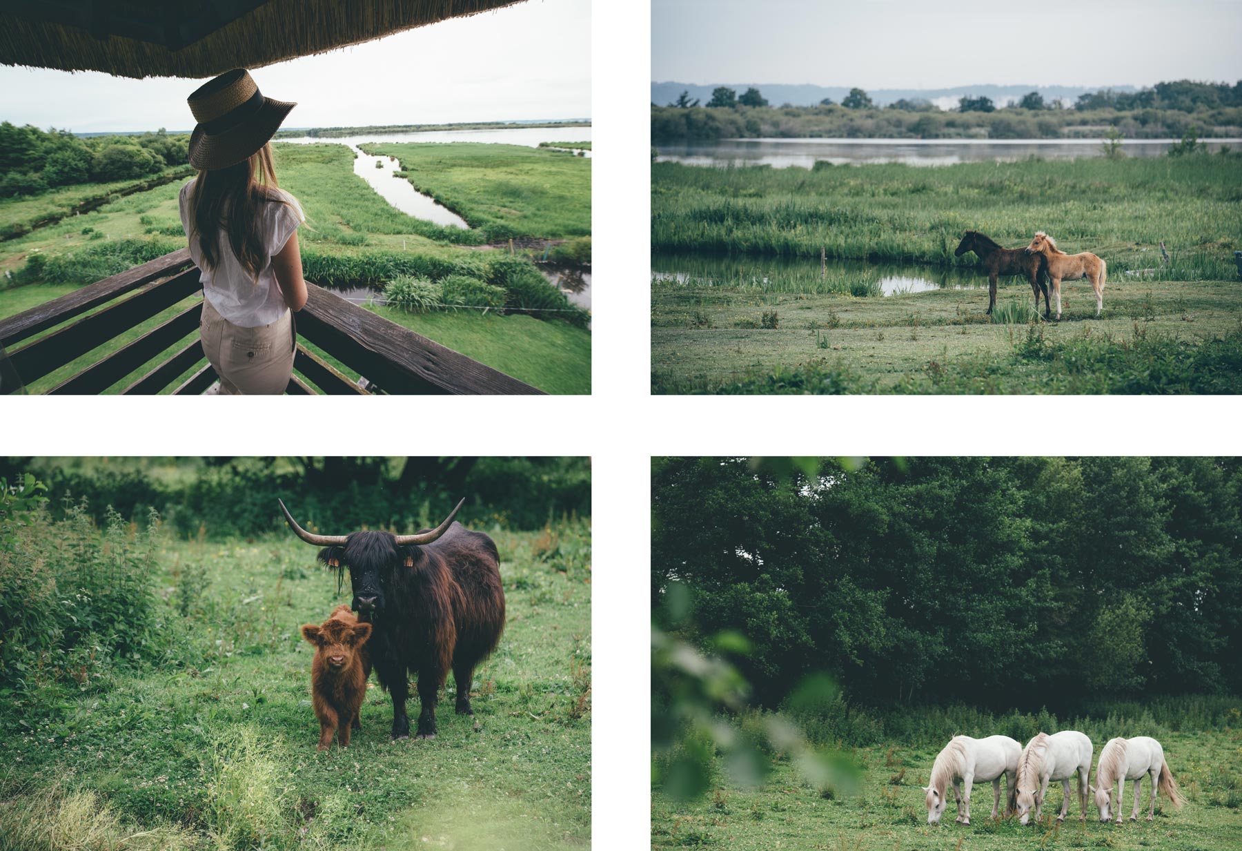 Marais Vernier, Vaches Écossaises et chevaux 