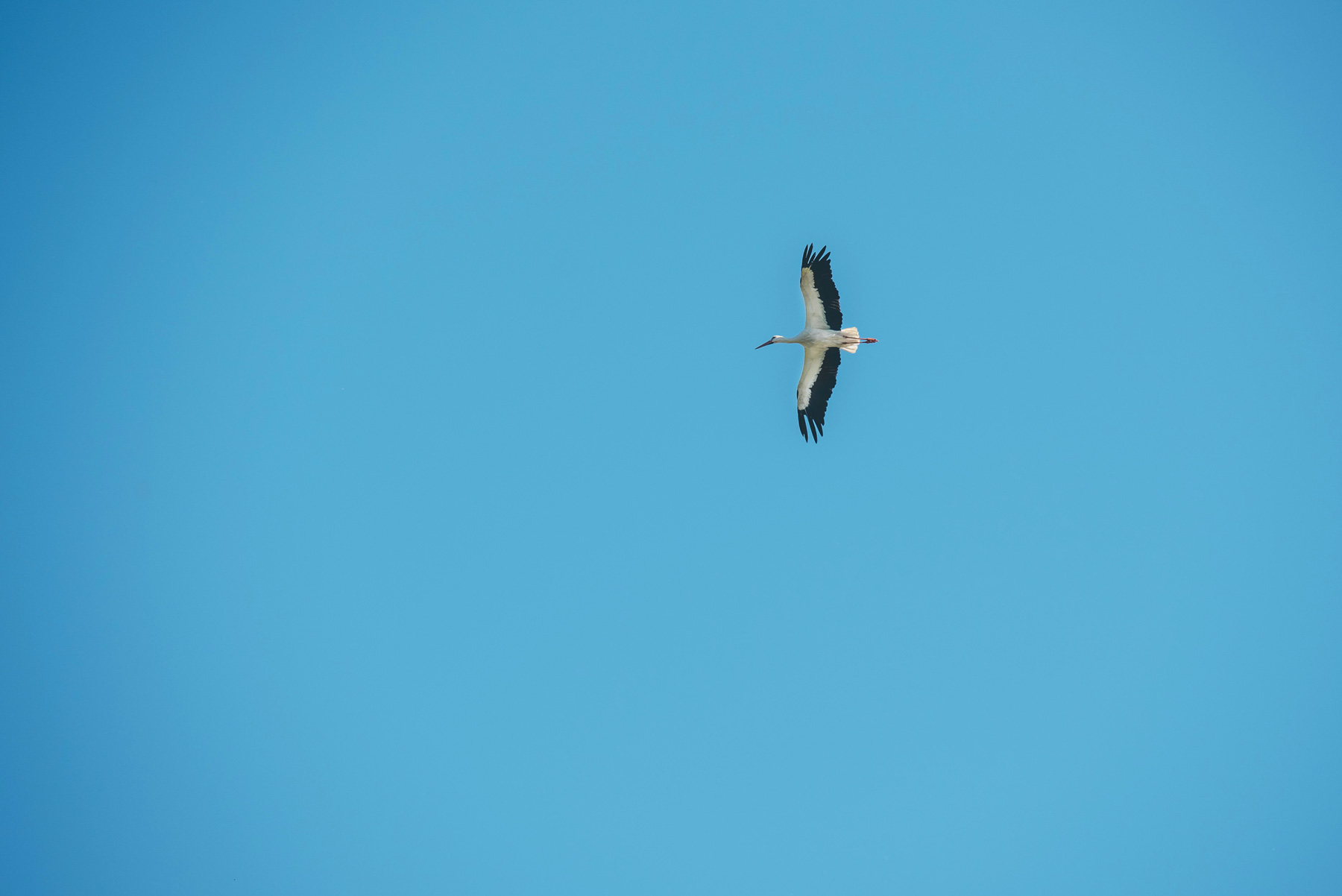 Cigogne, Marais Vernier, Normandie