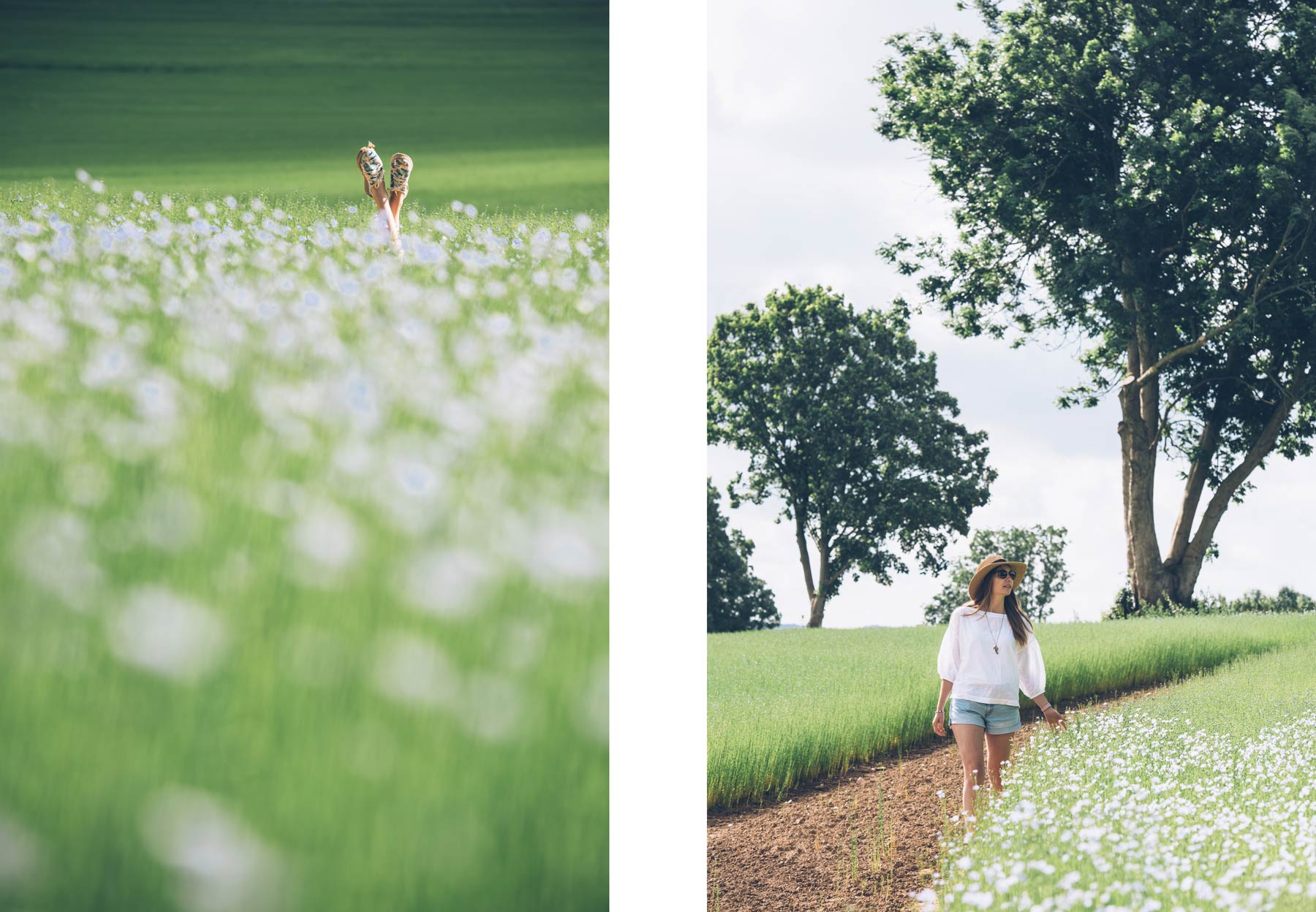 Voir des champs de lin en Normandie