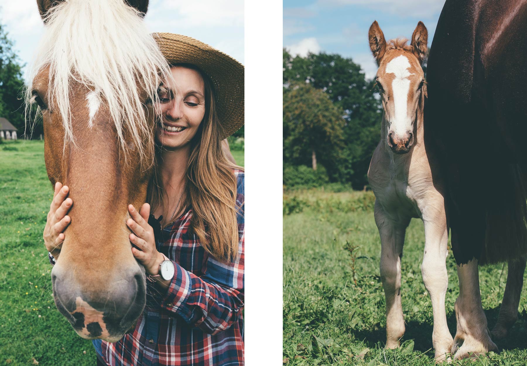 Chevaux Comtois en Normandie