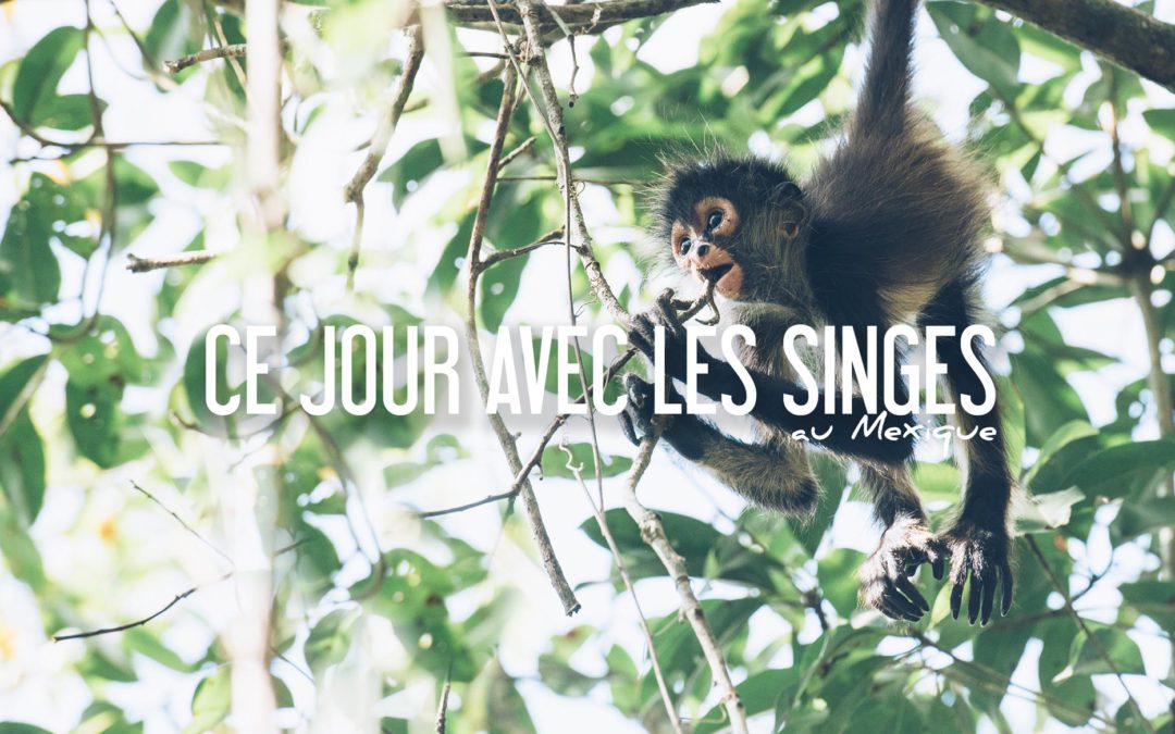 Ce jour avec les singes à Punta Laguna au Mexique