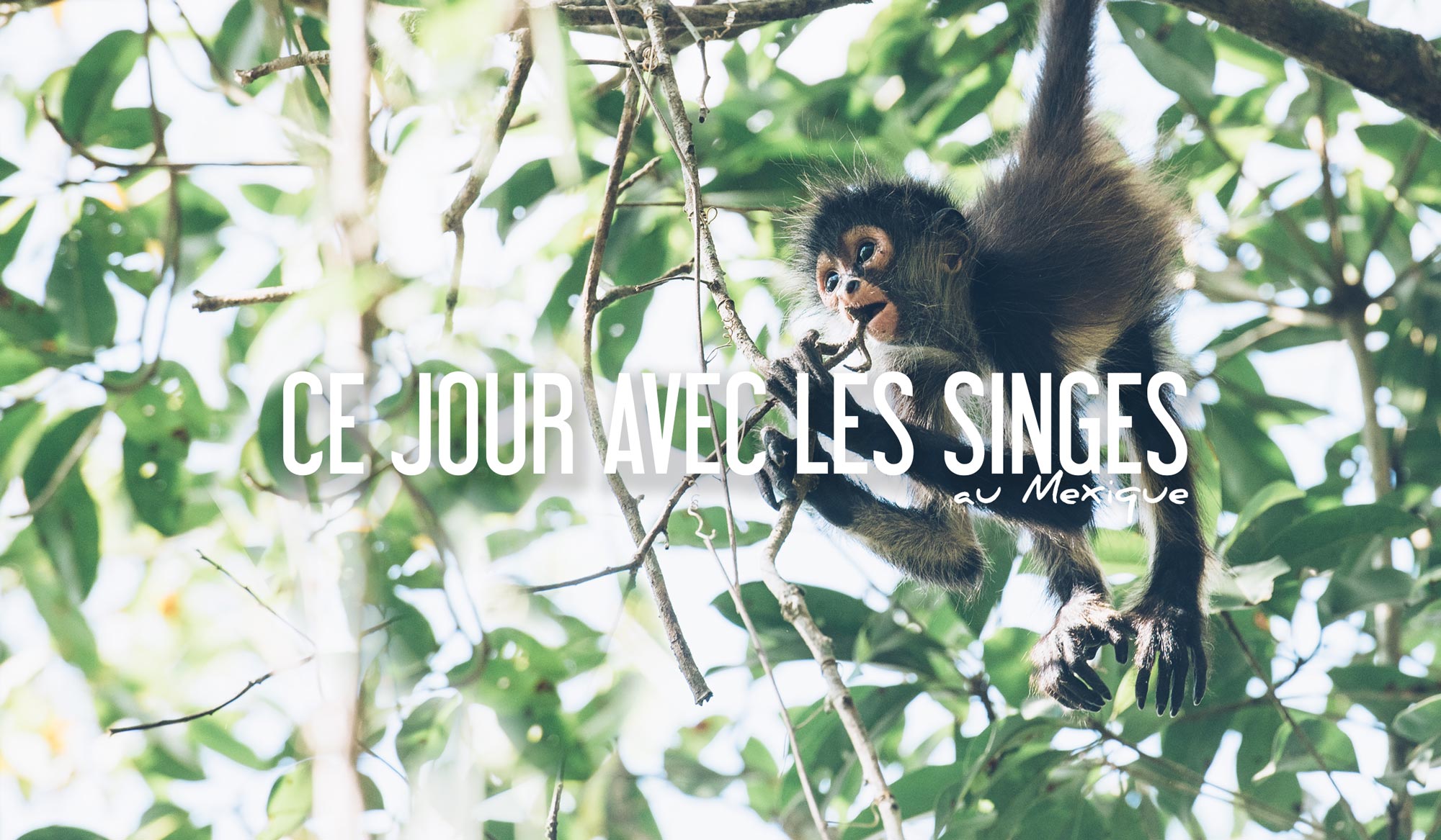 Ce jour avec les singes à Punta Laguna au Mexique