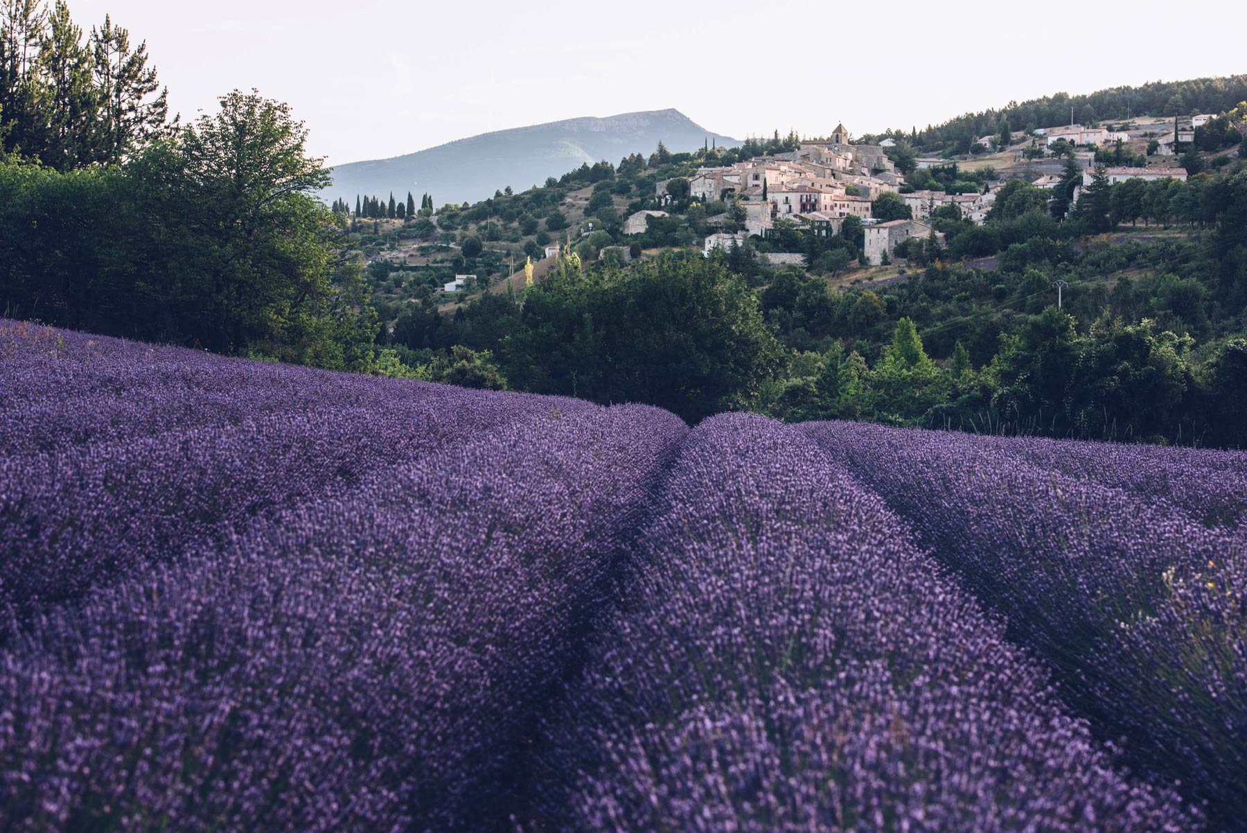 Champ de Lavande à Aurel, Provence, vaucluse