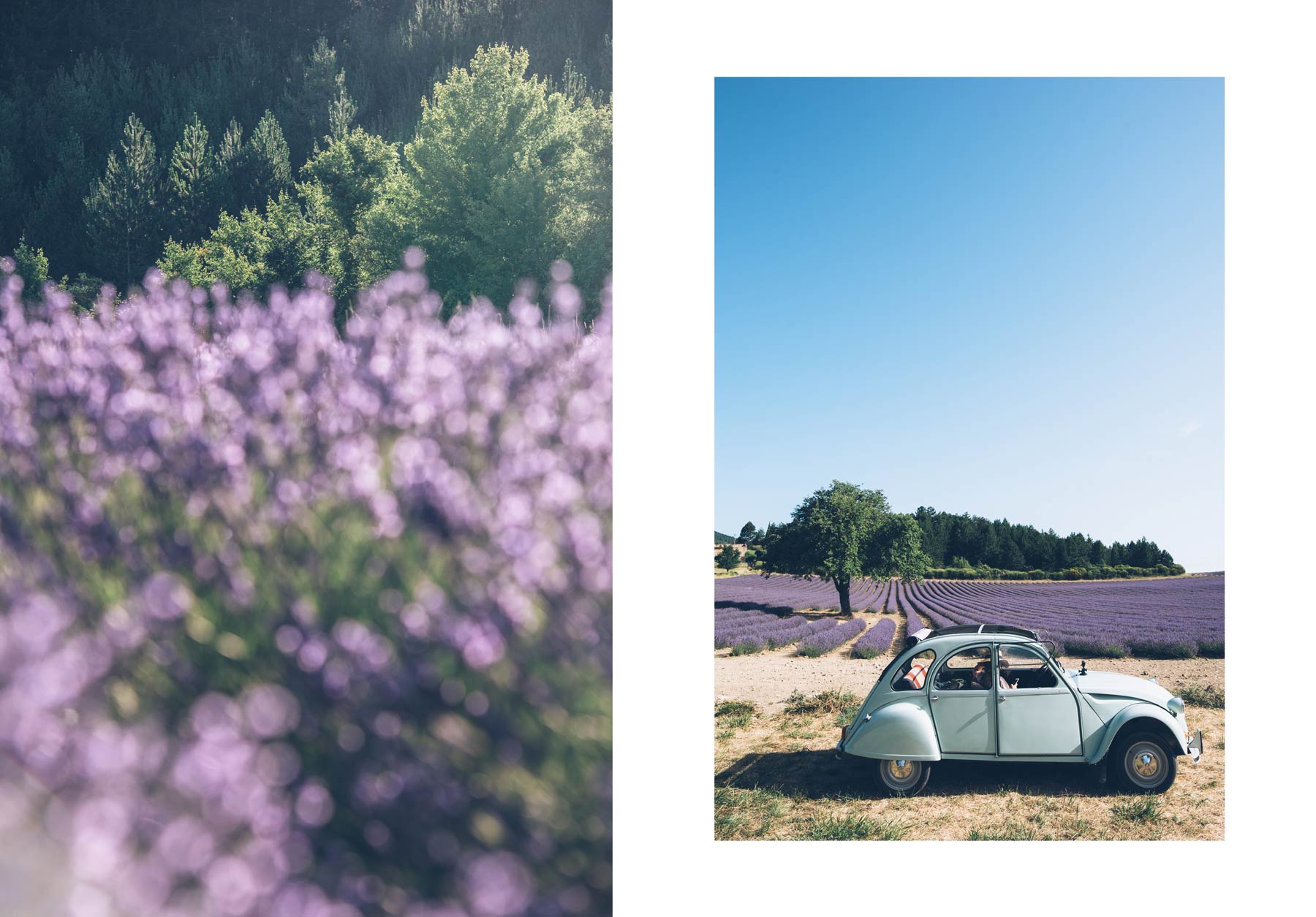 Champ de Lavande en Provence