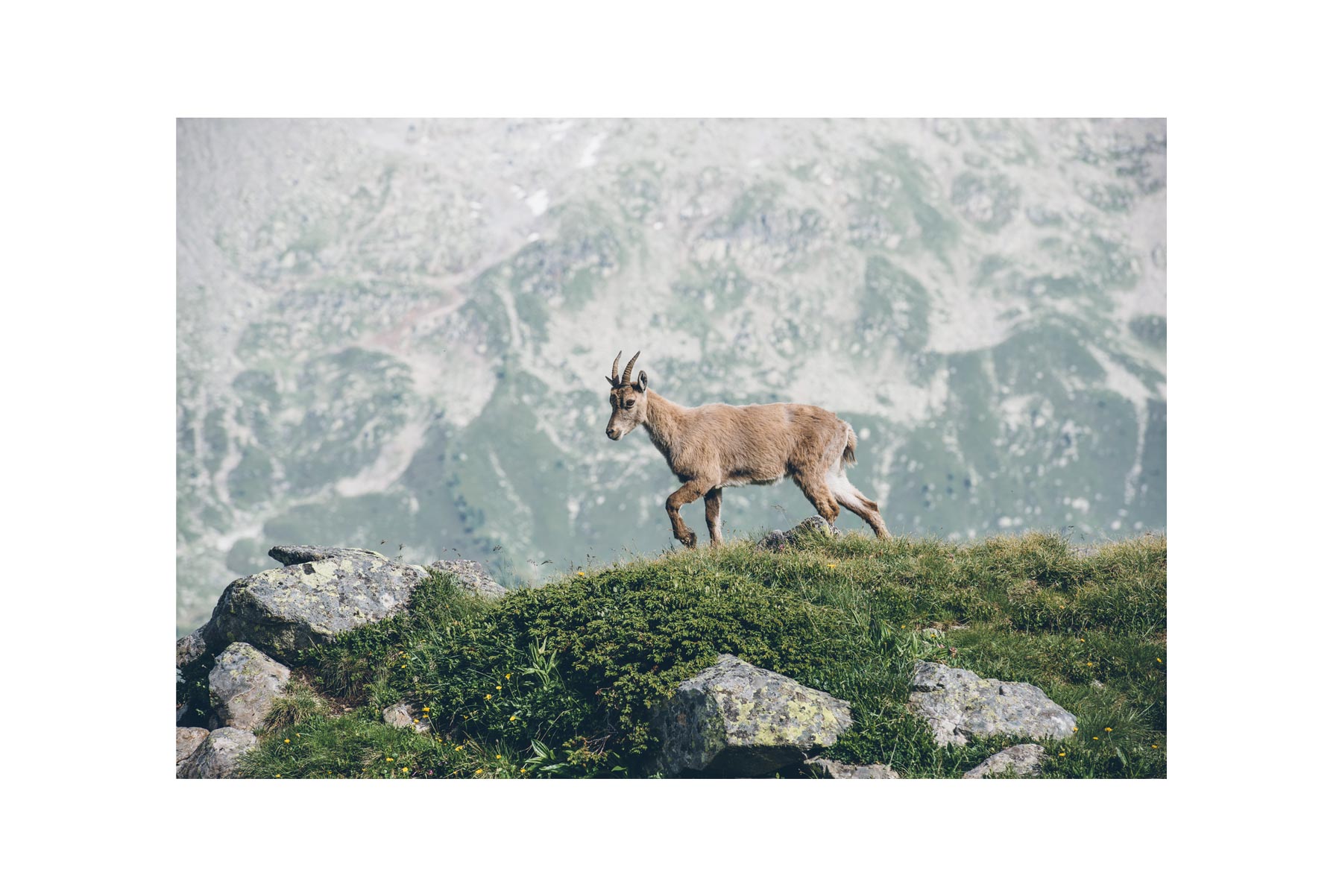 Rencontre avec un bouquetin sur le chemin du lac Blanc