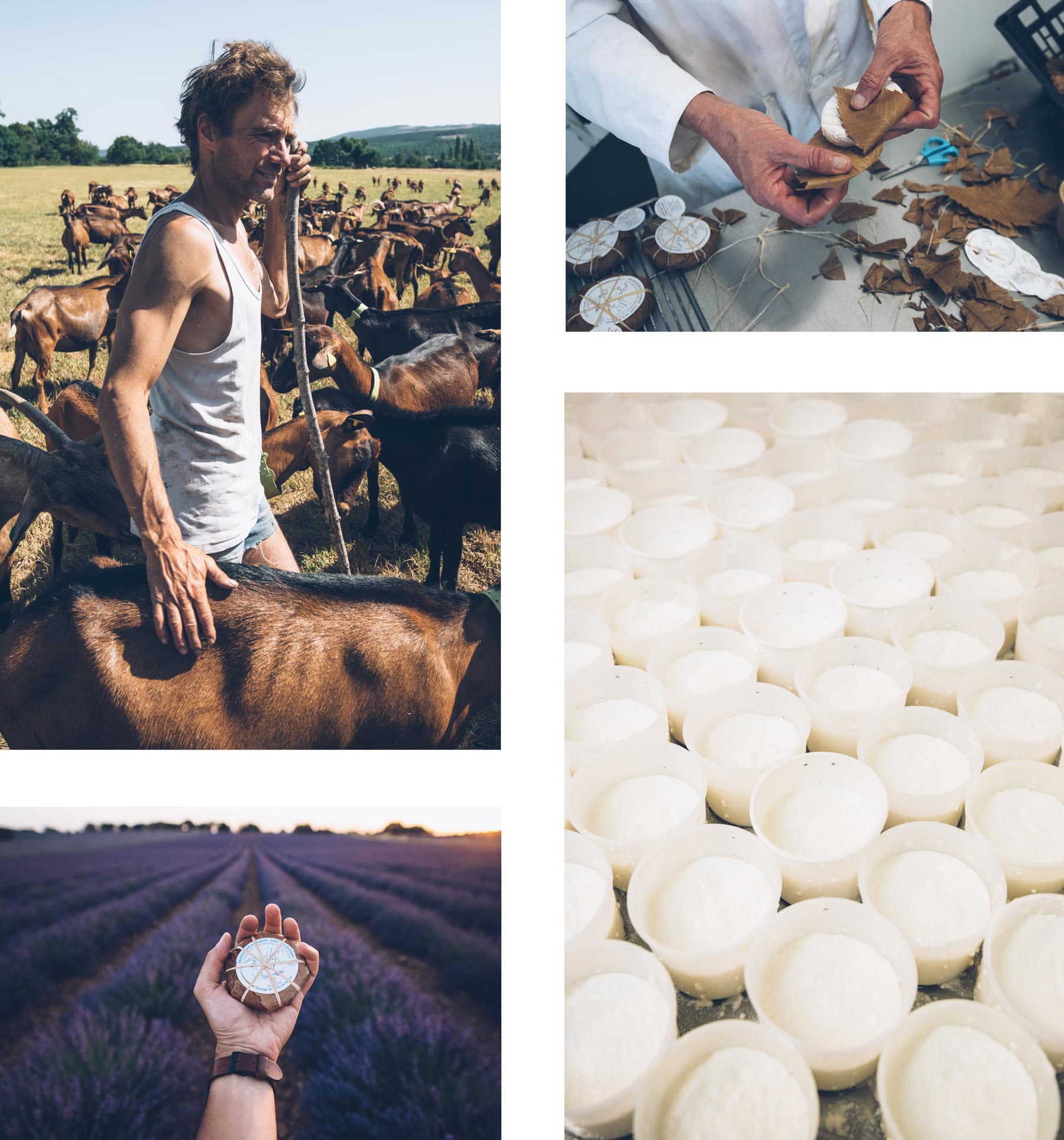 Fromagerie d'Albion, Banon, Fromage de Chèvre, Provence